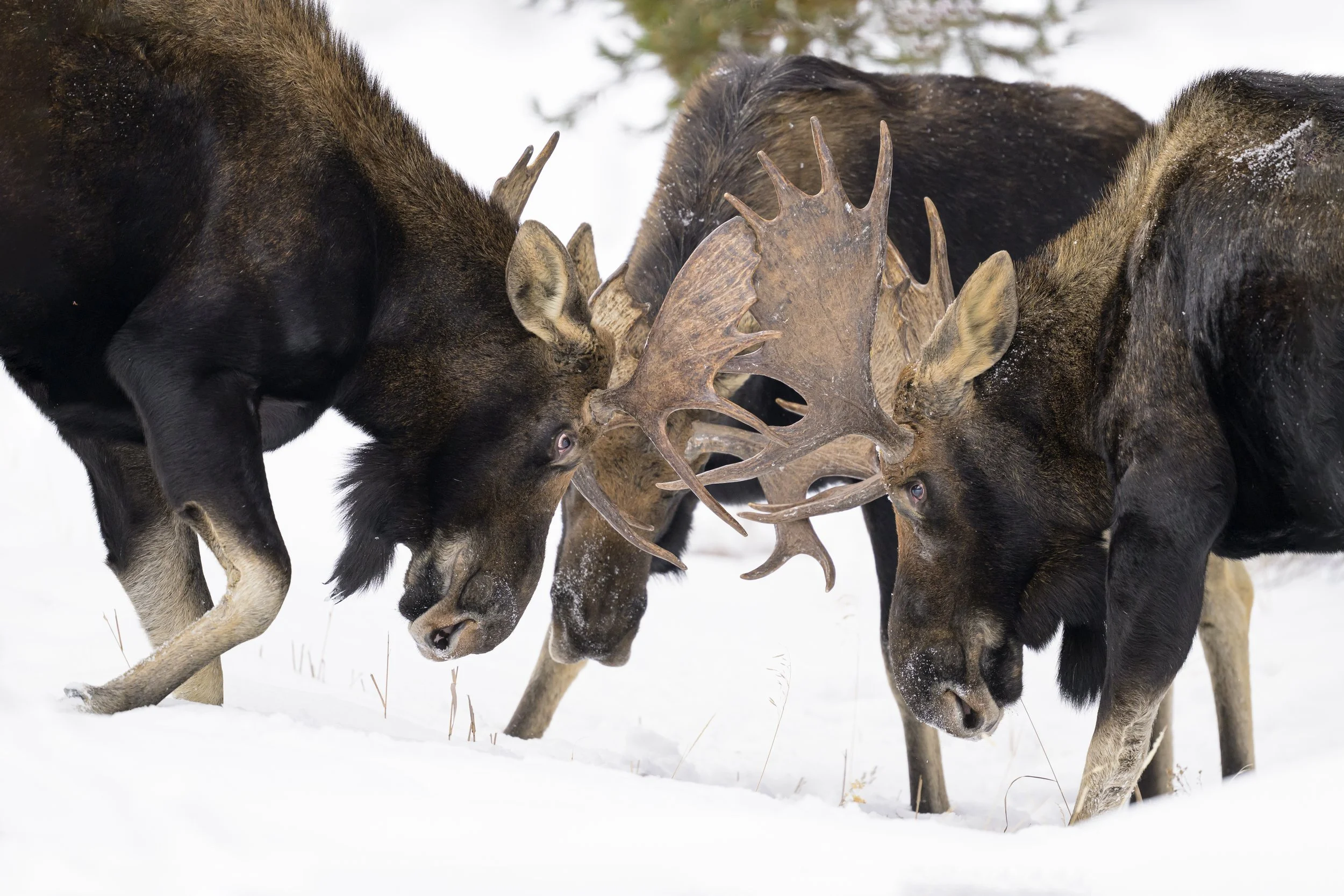 Icons of the North: Moose and Great Gray Owl Workshop — PhotoWILD